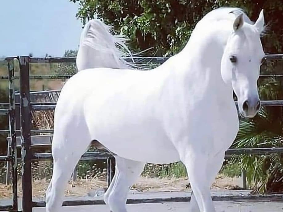 fe