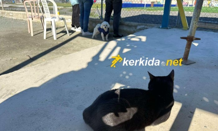 ΑΠΟΕΛ43