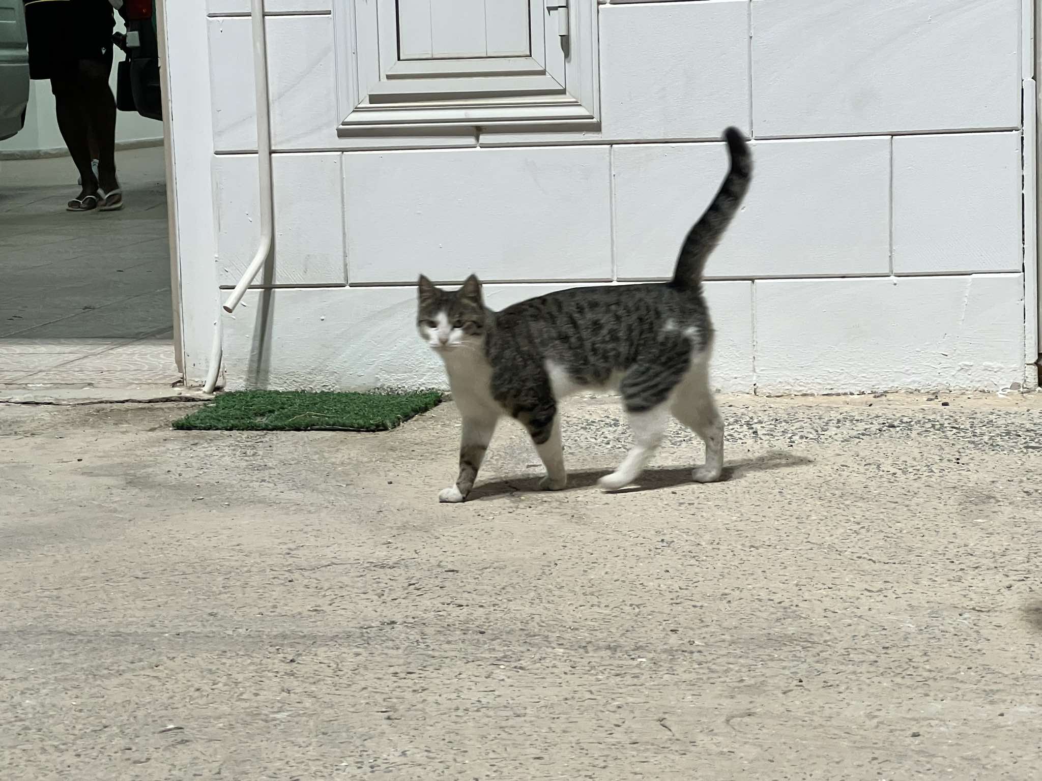 ΑΠΟΕΛ43
