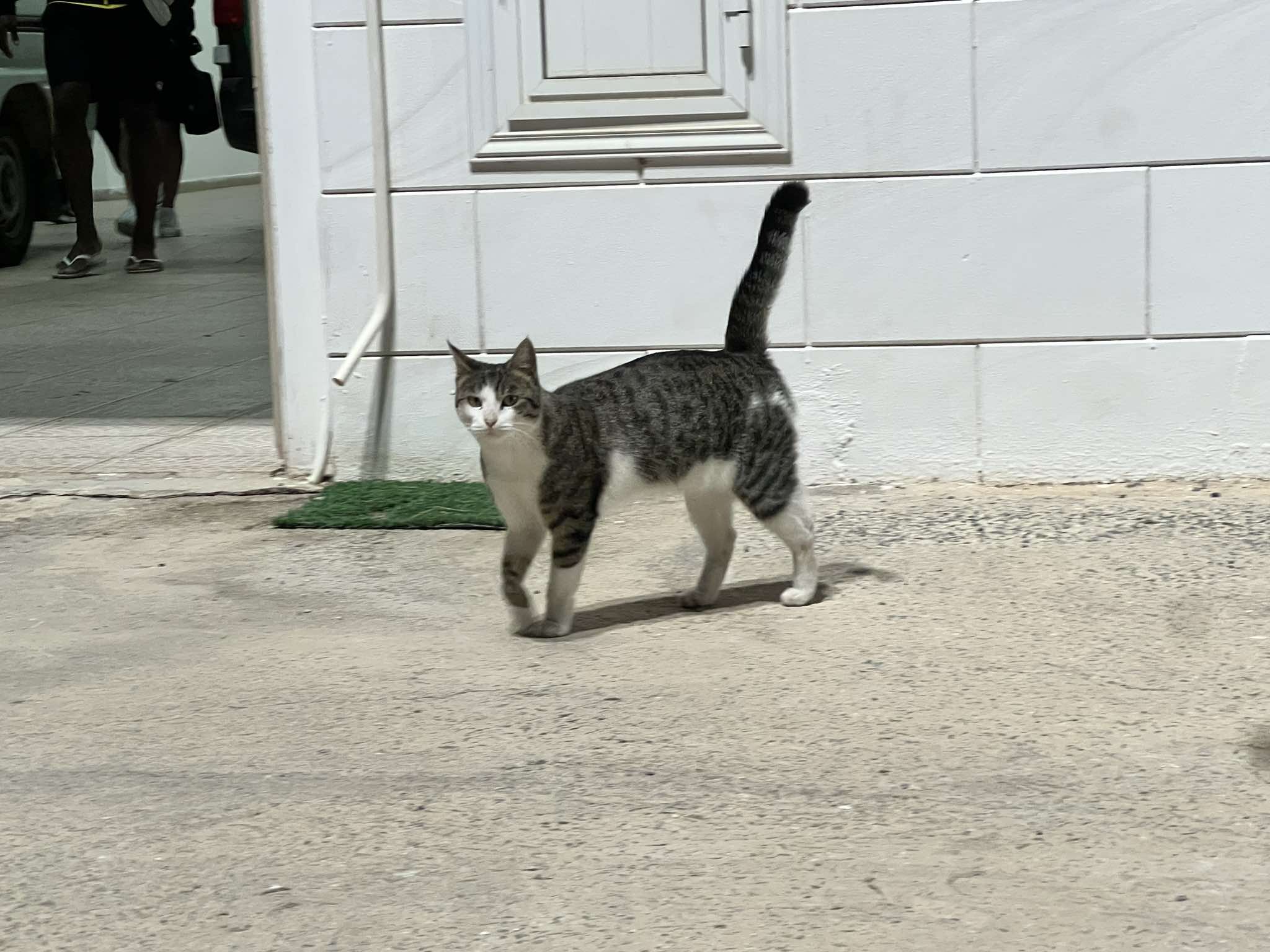 ΑΠΟΕΛ43