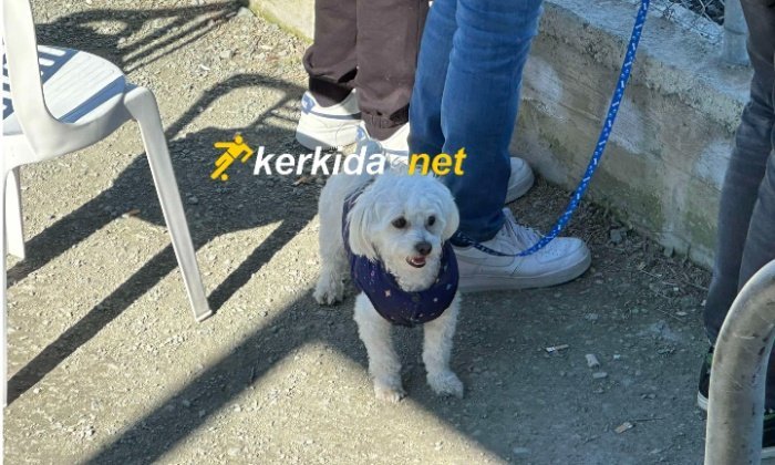 ΑΠΟΕΛ43