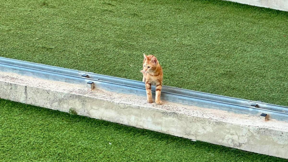 (Πάφος) Ξεχωριστός… επισκέπτης! | Kerkida.net