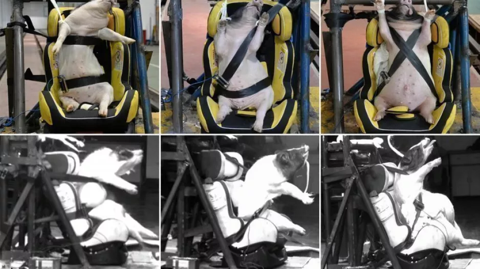 Σάλος: Zωντανά γουρουνόπουλα σε crash tests στην Κίνα