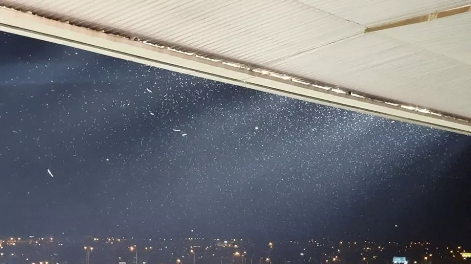 (Βίντεο/φώτος) "ΕΠΙΘΕΣΗ" (και) από έντομα!