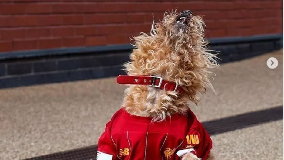 Virgil van Dog 