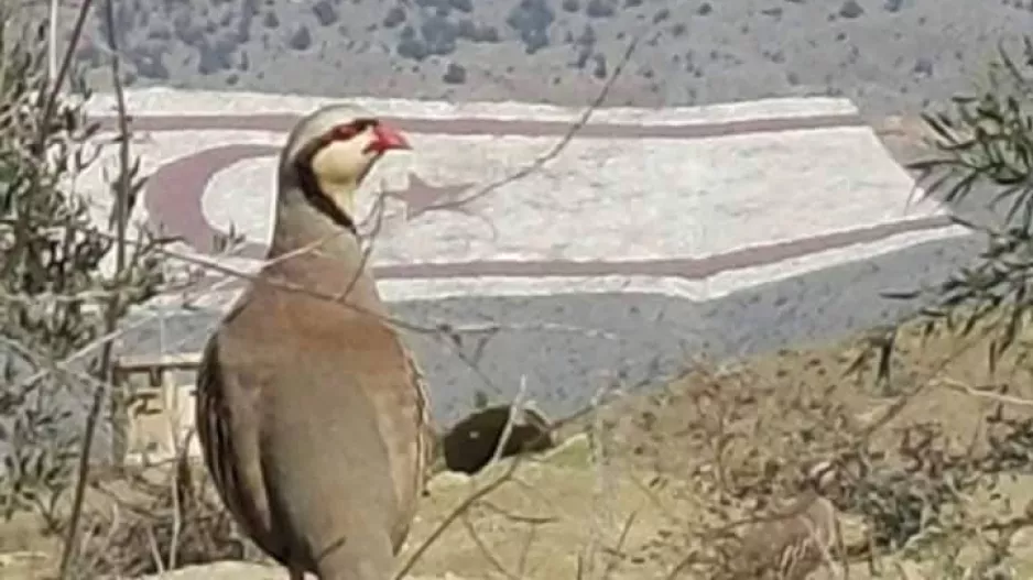 ΨΕΥΤΟπέρτικος!