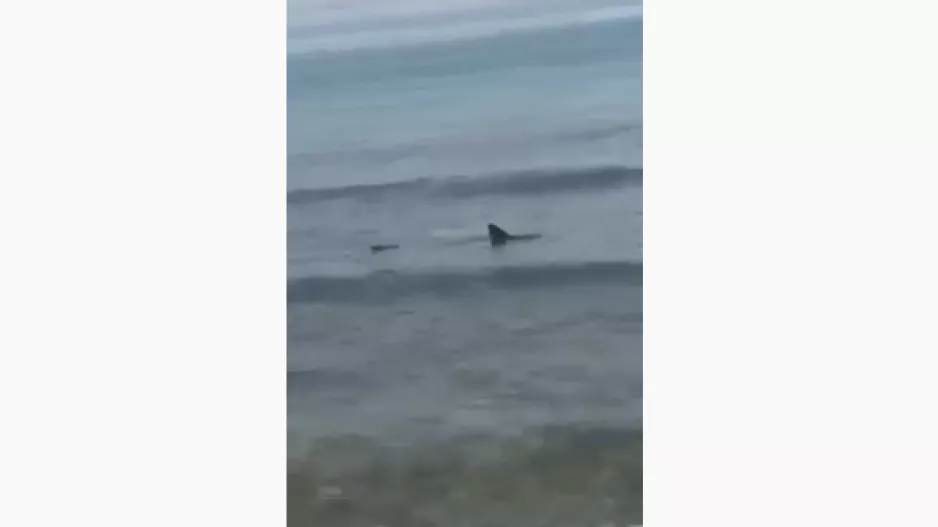 Καρχαρίας "κόβει" βόλτες στη Λεμεσό! (βίντεο)