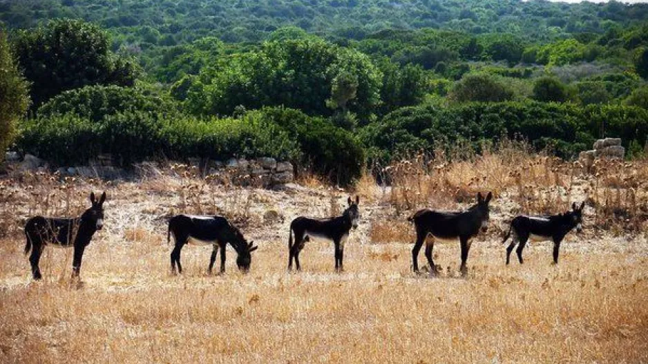 Συμπαθέστατα...