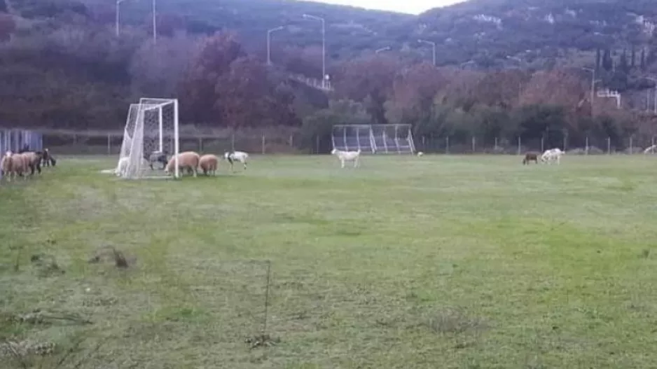 Κοπάδι αιγοπροβάτων έφαγε χλοοτάπητα αξίας 150.000 ευρώ!