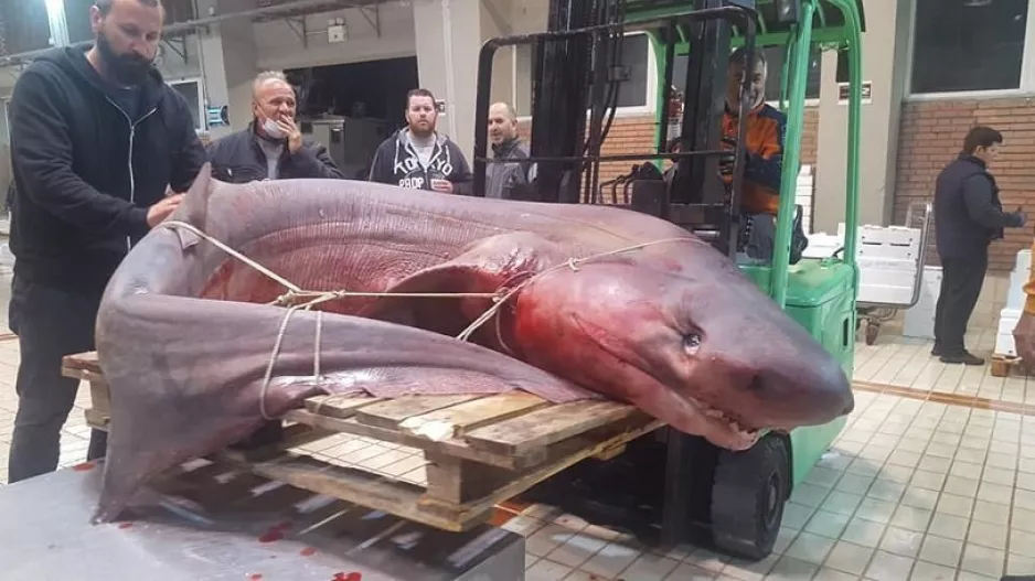 Έπιασαν καρχαρία 330 κιλών