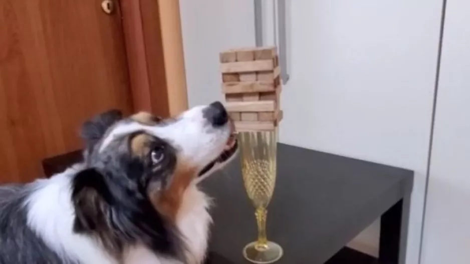 Σκύλος παίζει... Jenga! (Βίντεο)