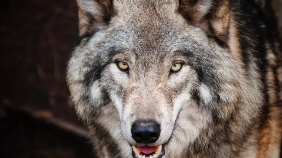 WOLF!!!