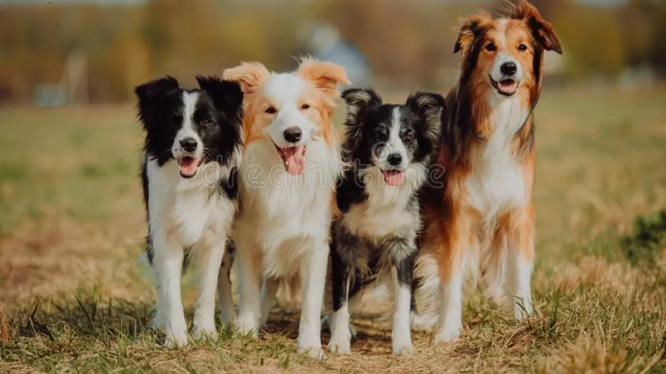 International Dog Day