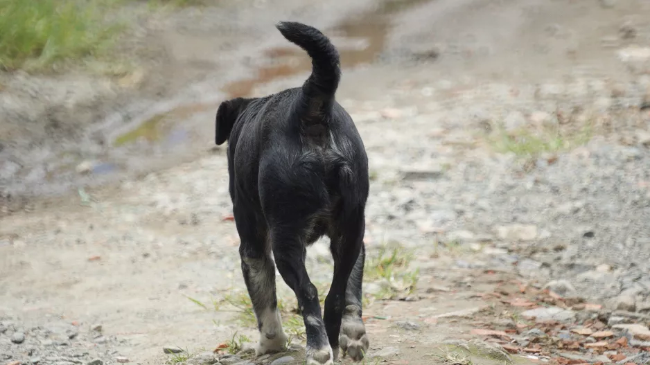 Γαβρίλης;;;
