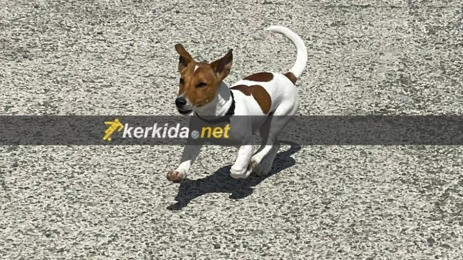 Έχει και ο Εθνικός... τον ΜΕΣΙ του! (φώτος)