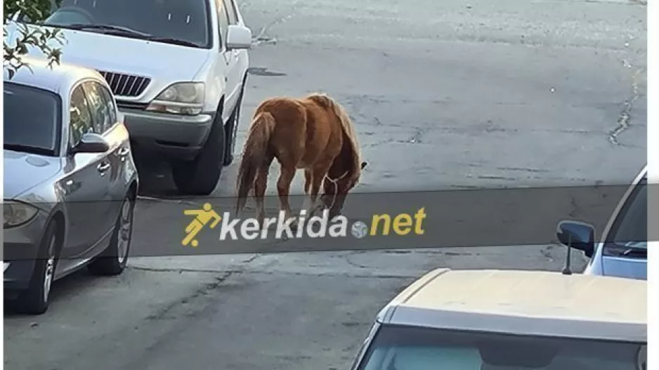 Άλογο... έξω από το ΠΑΠ!