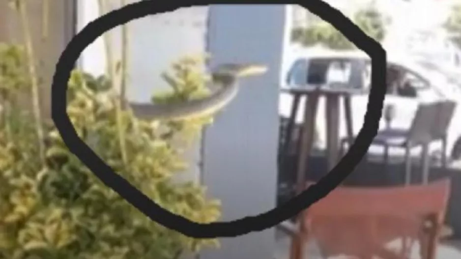 Πανικός... με φίδι (Βίντεο)
