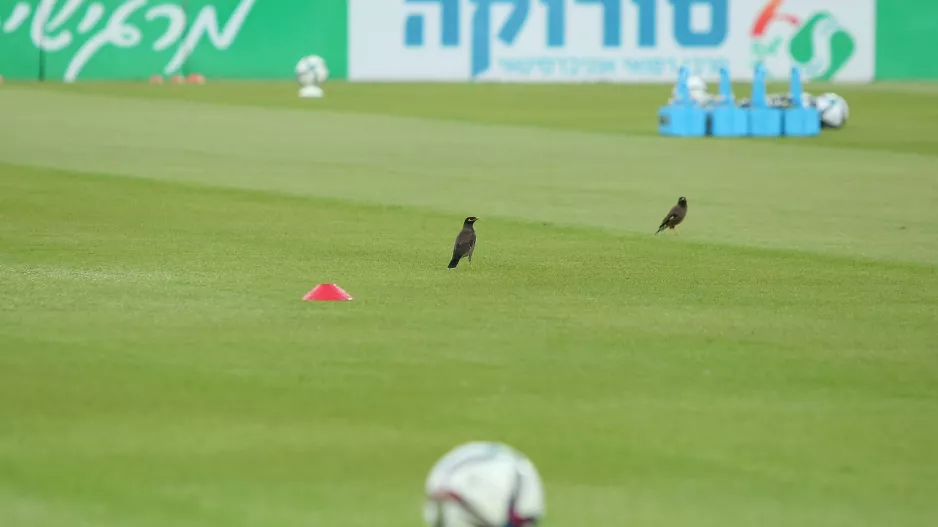 Δύο... πουλάκια!