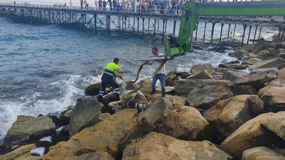 Ξεβράστηκε νεκρή αγελάδα στο Μόλο Λεμεσού (φωτος)