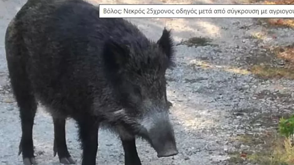 Νεκρός 25χρονος οδηγός μετά από σύγκρουση με αγριογούρουνο στο Βόλο