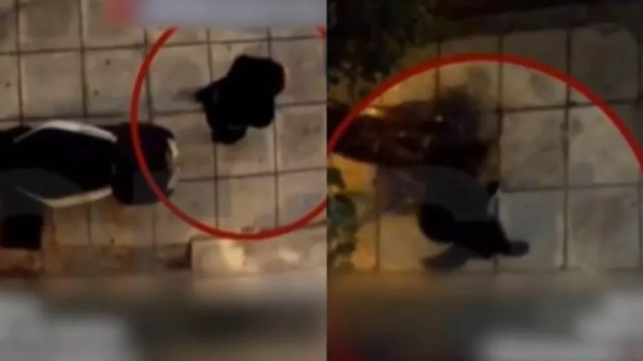 H συνταρακτική μαρτυρία του άνδρα που έσωσε την 20χρονη από τον "δράκο του Πειραιά"