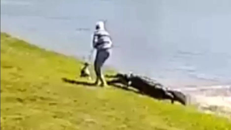 Αλιγάτορας σκότωσε 85χρονη που έβγαλε βόλτα το σκυλί της στη λίμνη!