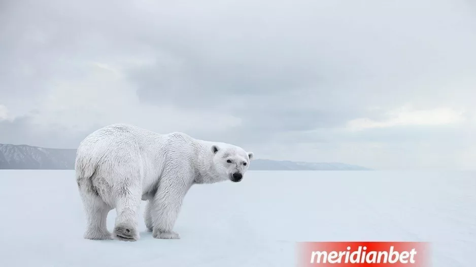 Διαχρονική στήριξη της Meridian στον οργανισμό «WWF»