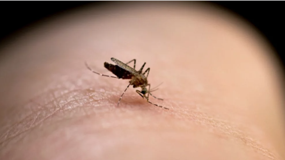 «Ξου ξου»: Η εφαρμογή για κινητά από Έλληνα που διώχνει κουνούπια και κατσαρίδες