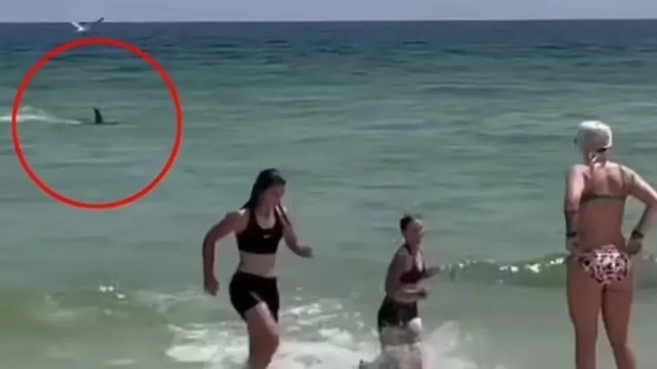 Φλόριντα: Τρόμος σε παραλία από «γκαζωμένο» καρχαρία στα ρηχά (vid)