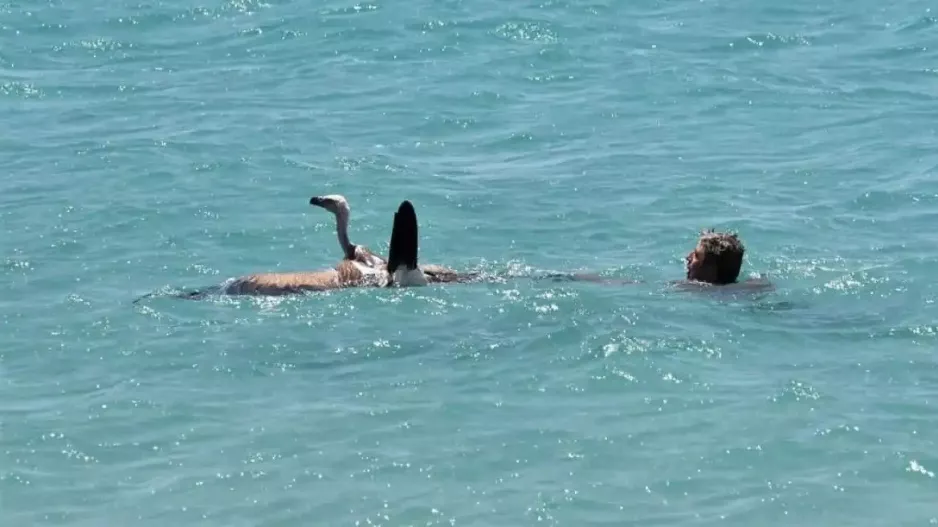 Λουόμενος έσωσε γύπα που έπεσε στη θάλασσα - Τον «βάφτισαν» Μαθιό
