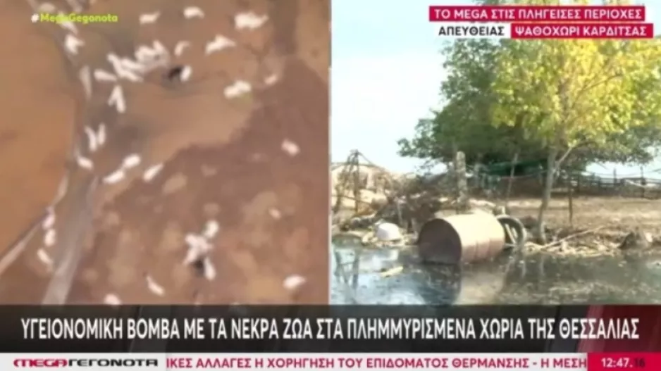 Περισσότερα από 100.000 νεκρά ζώα στη Θεσσαλία: Αγωνία για υγειονομική βόμβα