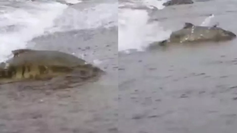 Viral το βίντεο που δείχνει σολωμούς να προσπαθούν απεγνωσμένα να περάσουν το δρόμο