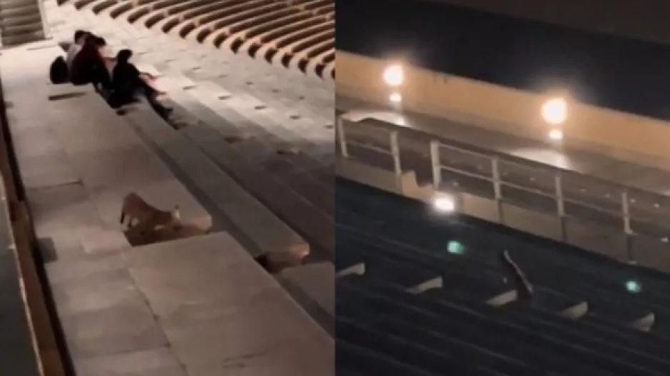 Χαλαρή αλεπού «έκοβε» βόλτες μέσα στο Καλλιμάρμαρο (βίντεο)