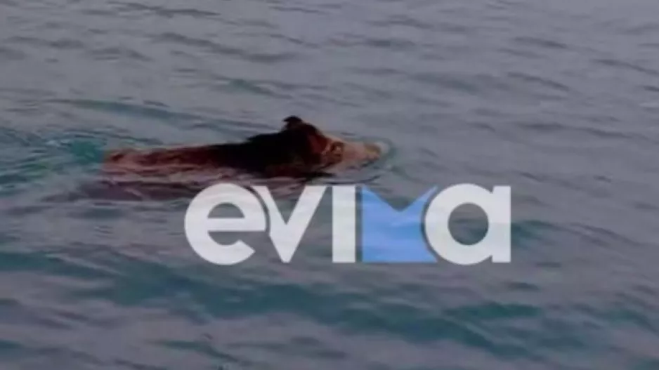 Αγριογούρουνο... "έριξε" βουτιά στη Χαλκίδα (βίντεο)