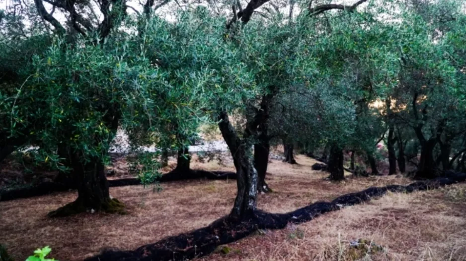 Οργισμένος... αγρότης: Του έκλεψαν ελιές, τους επικήρυξε με 1000 ευρώ