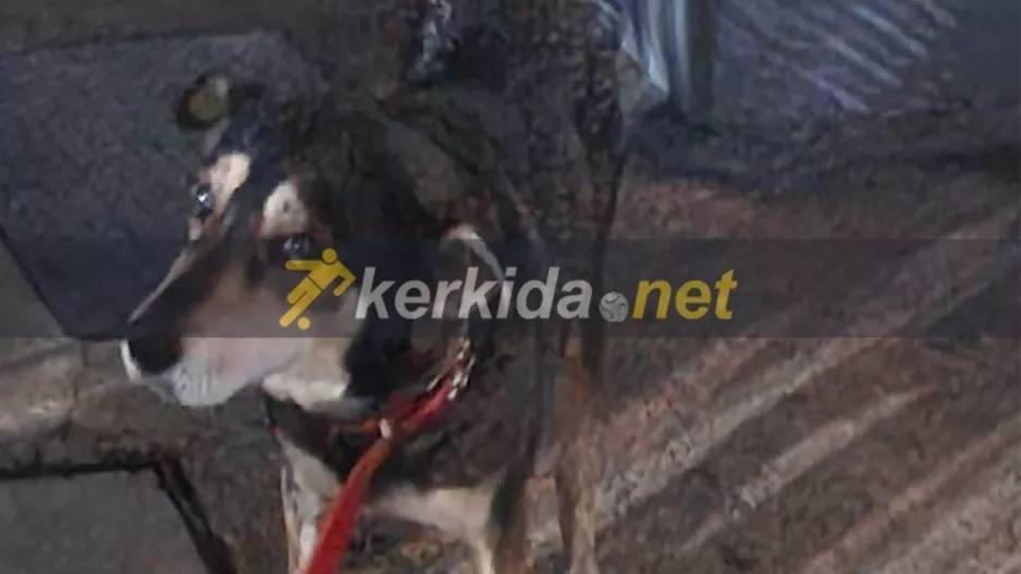 Ο τετράποδος... επισκέπτης!