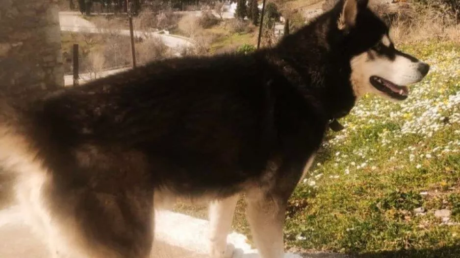 Καταιγιστικές εξελίξεις με τον Όλιβερ στην Αράχωβα – Η κατάθεση που θα ανατρέψει τα δεδομένα 