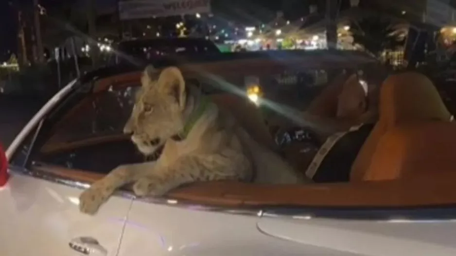 Viral το βίντεο με Ταϊλανδέζα να βγάζει βόλτα το λιονταράκι της... μέσα σε μια Bentley