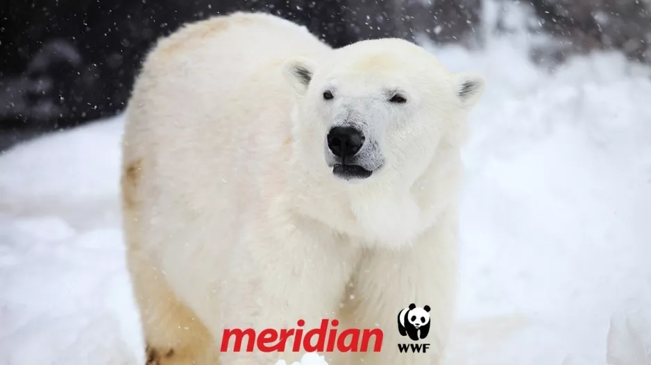 Η Meridian στηρίζει διαχρονικά τον οργανισμό «WWF» υιοθετώντας μία ακόμη πολική αρκούδα