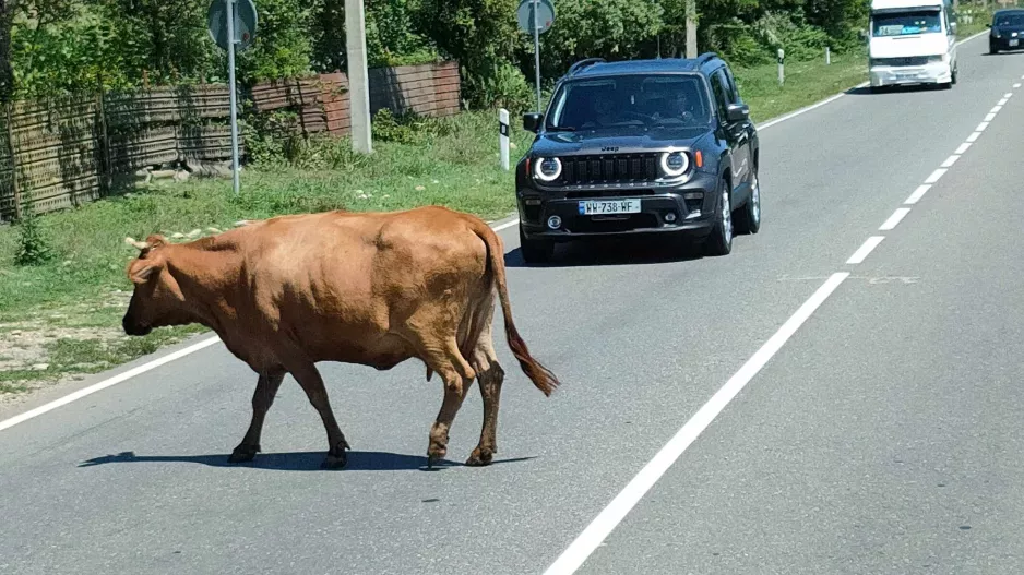 Απίστευτο περιστατικό με αγελάδα 