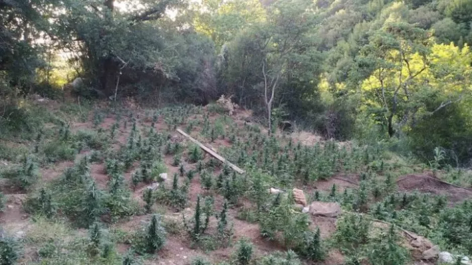 Φυτεία με 958 δενδρύλλια κάνναβης εντοπίστηκε σε δύσβατη περιοχή της Κοζάνης