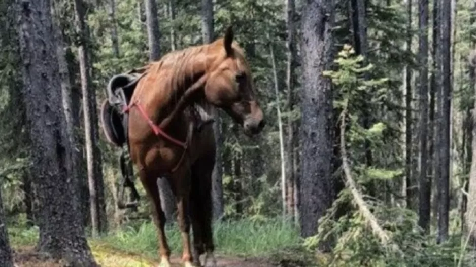 Σύλληψη άντρα για ζωοκτονία - Τα σκότωσε με καραμπίνα