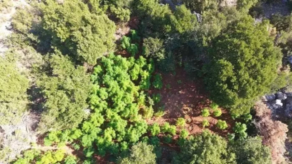 Φυτείες κάνναβης εντοπίστηκαν στην Καλαμάτα – Δύο μέτρα ύψος είχαν τα δενδρύλλια