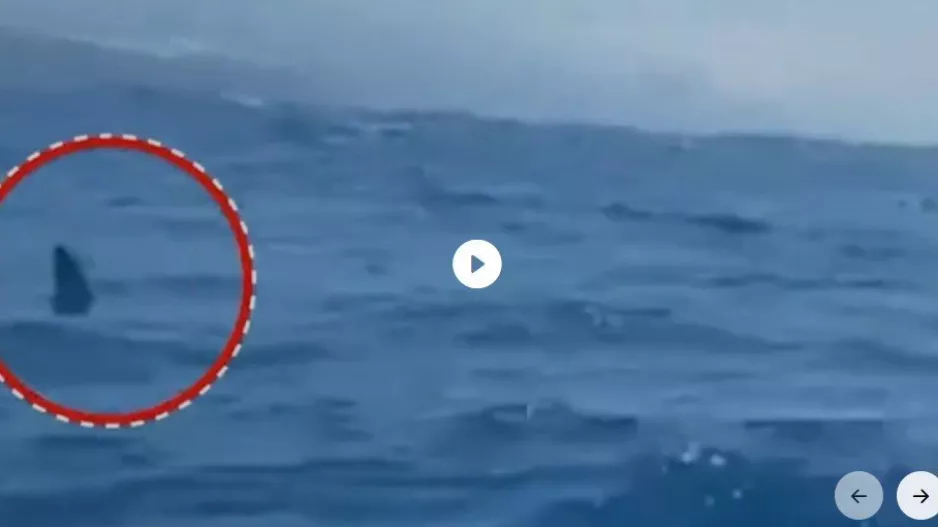 Στιγμές τρόμου για ψαρά με καγιάκ όταν τον περικύκλωσε σφυροκέφαλος καρχαρίας (βίντεο)