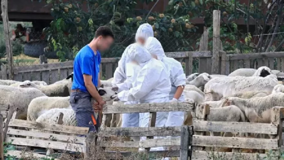 Ευλογιά των αιγοπροβάτων: Θανατώθηκαν 17.500 ζώα σε βόρεια Ελλάδα, Μαγνήσια και Κορινθία