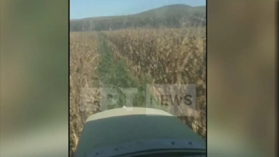 Εντοπίστηκε η μεγαλύτερη χασισοφυτεία στην Ελλάδα