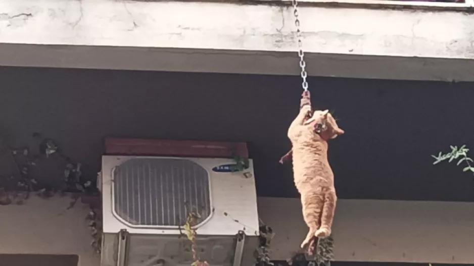 Γάτος ήθελε να ανακαλύψει τον κόσμο και βρέθηκε να κρέμεται από μπαλκόνι πολυκατοικίας