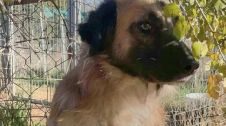 Μαθητές υιοθέτησαν κακοποιημένο σκύλο που βρέθηκε σε άθλια κατάσταση