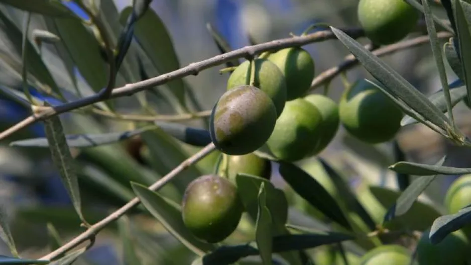 Σύζυγος πρώην αντιπροέδρου έπαιρνε 120.000 ευρώ ετησίως για ελιές σε αεροδρόμιο της Αεροπορίας