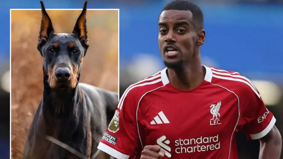 Αγόρασε Dobermann 30.000 λίρες για φύλακα 